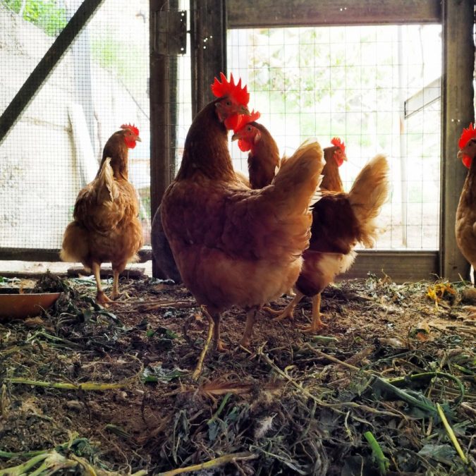 Quels accessoires pour &eacute;lever des poules ? Guebwiller